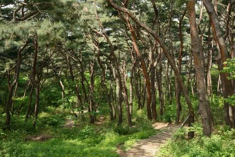 Footpath and pine forest Stock Photos