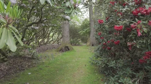 Footpath and red Rhododendron, Forest of Dean, Gloucestershire. Stock Footage 326676659