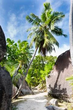 The footpath to anse source d'argent in la digue, seychelles with palm trees  Stock Photos