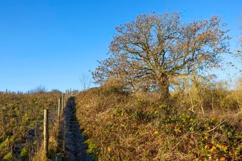 Footpath with ash tree and brambles Stock Photos