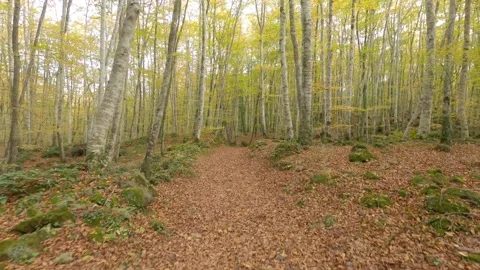 Footpath in the atumun woods Stock Footage 147501470