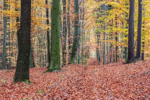 Footpath autumn beech forest Foto stock