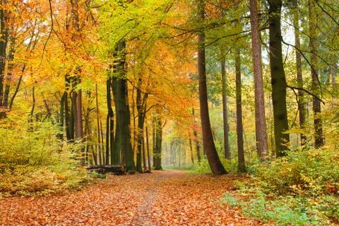 Footpath in autumn forest Stock Photos