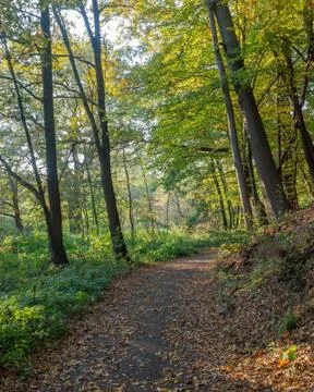 Footpath in autumn, october forest scenery. Stock Photos
