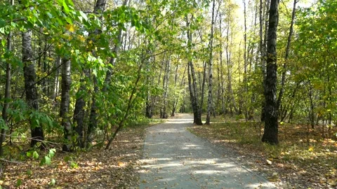Footpath in autumn park Video stock 278265051