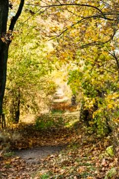 Footpath in the autumn Stock Photos