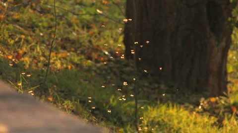 Footpath in autumn sunlight Stock Footage 959479