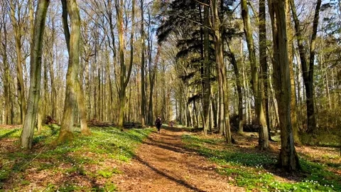 Footpath in beautiful spring forest in Poland. Stock Footage 186730376