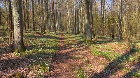 Footpath in beautiful spring forest in Poland. Stock Footage 186730648
