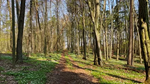 Footpath in beautiful spring forest in Poland. Stock Footage 186730958