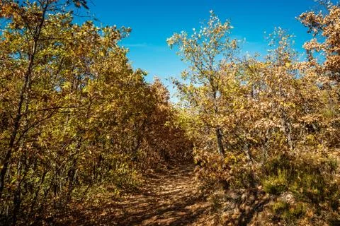 Footpath in beech forest in Autumn time Stock Photos