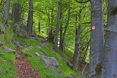 Footpath in beech forest Stock Photos