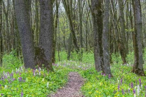 Footpath between blooming flowers Photos