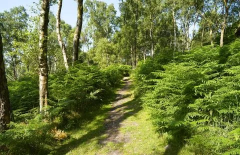 Footpath between the bracken and trees in Bolehill Quarry, Derbyshire. Foto stock