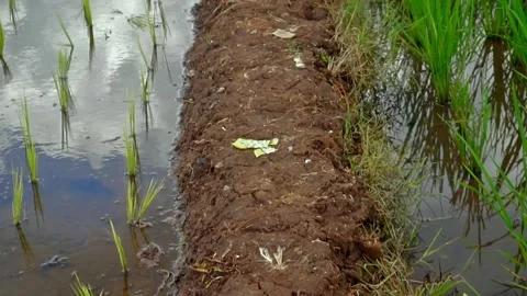 Footpath between green rice fields Stock Footage 257434968
