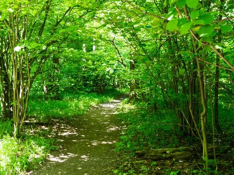 Footpath between green trees in park in summer Stock Photos