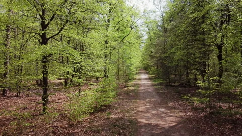 Footpath between Lush green trees at spring Stock Footage 209150433