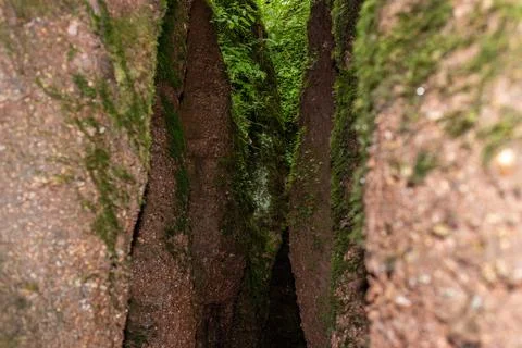 Footpath between moss covered rocks in the Drachenschlucht Stock Photos