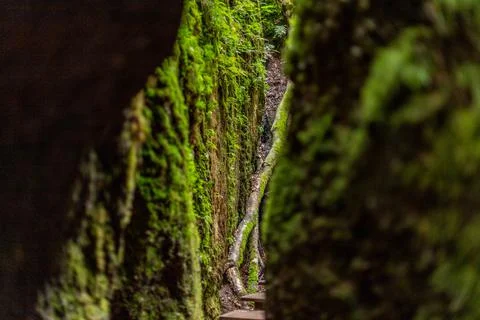 Footpath between moss covered rocks in the Drachenschlucht Stock Photos