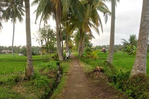 Footpath between palm trees leading through rice fields into the jungle. Stock Photos