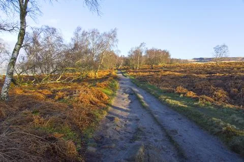 Footpath between tall bare Silver Birch trees on Froggat Edge, Derbyshire. Stock-Fotos