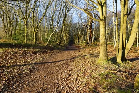 Footpath between the tall bare trees of Sherwood Forest Foto stock