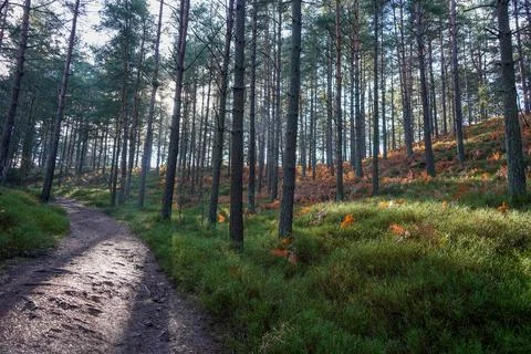 Footpath between thin tall pine trees with thick undergrowth Fotos de archivo