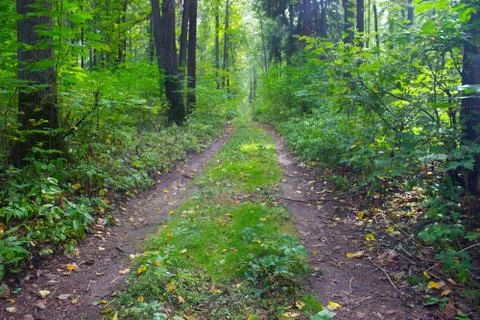 Footpath between trees i Stock Photos