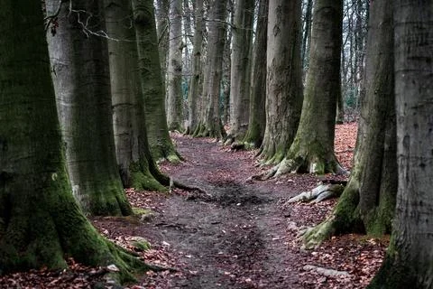 Footpath between the trees Foto stock