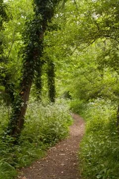 Footpath between trees in summer Stock Photos