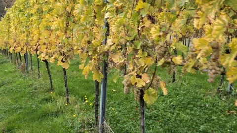 Footpath between vineyard lines on autumnal harvest period. Stock Footage 289730905