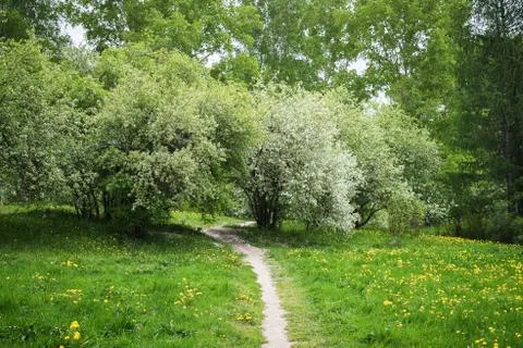 Footpath in a blossoming spring park on a cloudy day Stock Photos