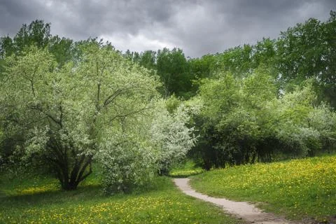Footpath in a blossoming spring park on a cloudy day Stock Photos