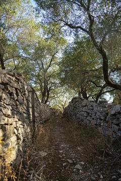 A footpath bordered by stone walls between olive groves. Greece Foto stock