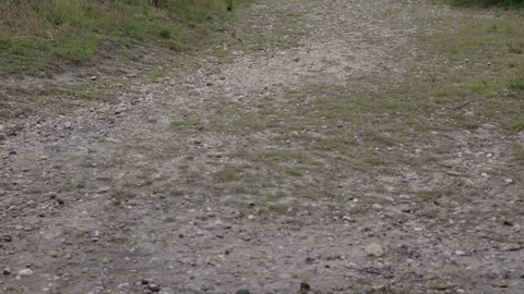 Footpath in Cannock chase forest, United Kingdom Stock Footage 112394825