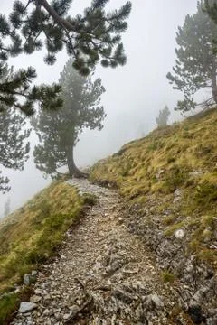 Footpath in Cloud E4 Mount Olympus Greece Green Pines and Rocks Summer Landsc Stock Photos