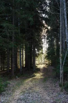 Footpath in a coniferous forest Stock Photos