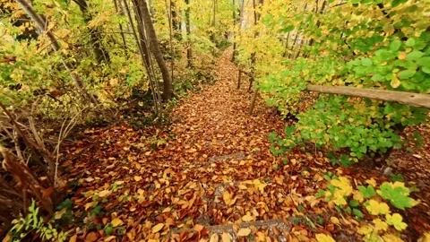 Footpath covered with leaves through a forest in autumn Video stock 320737402