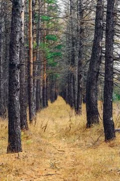 Footpath covered with pine needles in a forest Stock Photos