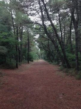 Footpath covered with pine needles Stock Photos