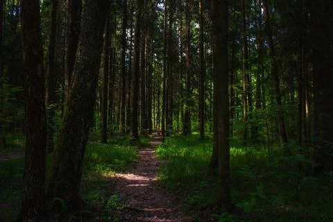 Footpath in the dark coniferous forest Stock Photos