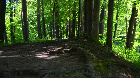 Footpath in a dark forest Stock Footage 50258465