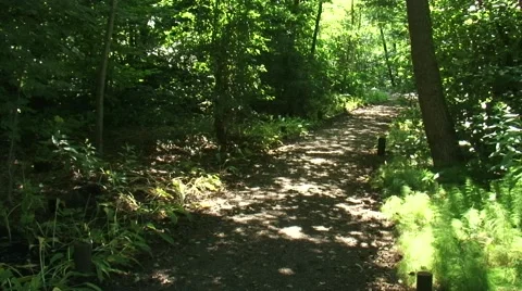 Footpath in deciduous forest - pan Stock Footage 46142317