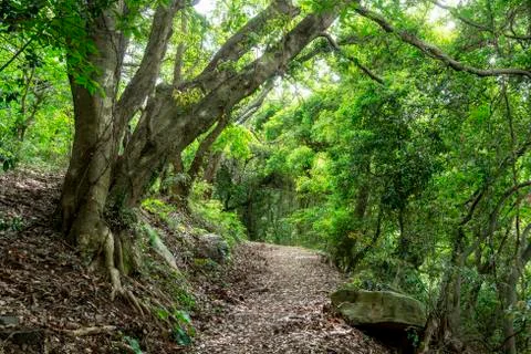 Footpath deep in the forest Foto stock