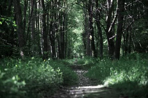 Footpath in a dense forest Stock Photos
