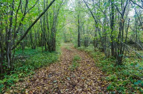 Footpath with fall colored leaves through a bright green forest Stock Photos