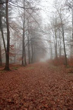 Footpath in fall forest 스톡 사진