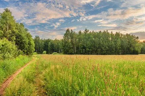 Footpath in the field Stock Photos