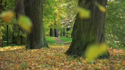 Footpath Vídeos de archivo 1067494
