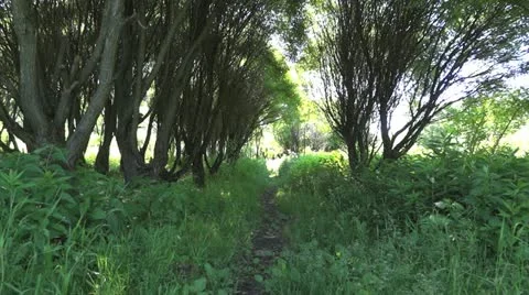 Footpath Video stock 12665203